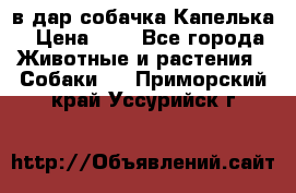 в дар собачка Капелька › Цена ­ 1 - Все города Животные и растения » Собаки   . Приморский край,Уссурийск г.